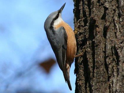 Sitta europaea